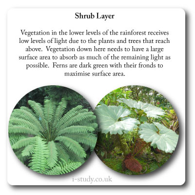 rainforest shub layer plant adaptations